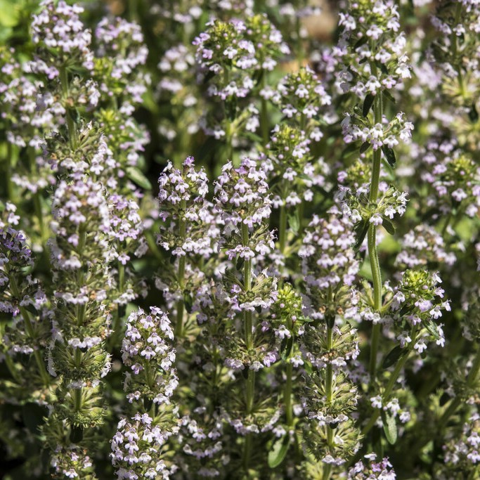 Stortimjan - Thymus pulegioides (Krukstorlek: 0,5-1L)