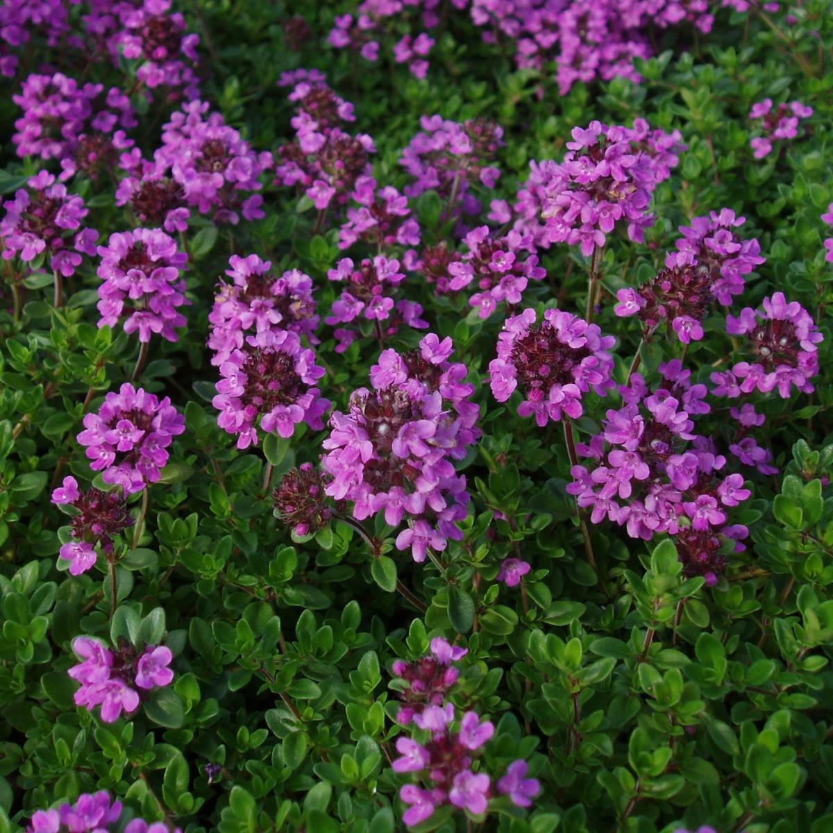 Citrontimjan, Stickling 3-pack - Thymus citriodorus