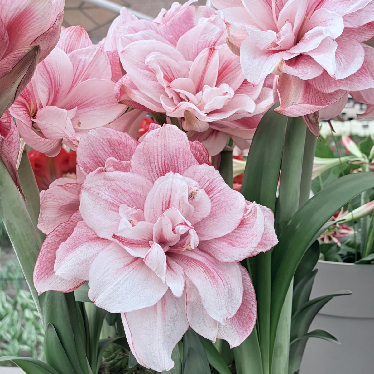 Amaryllis - Hippeastrum Tika Disco ®