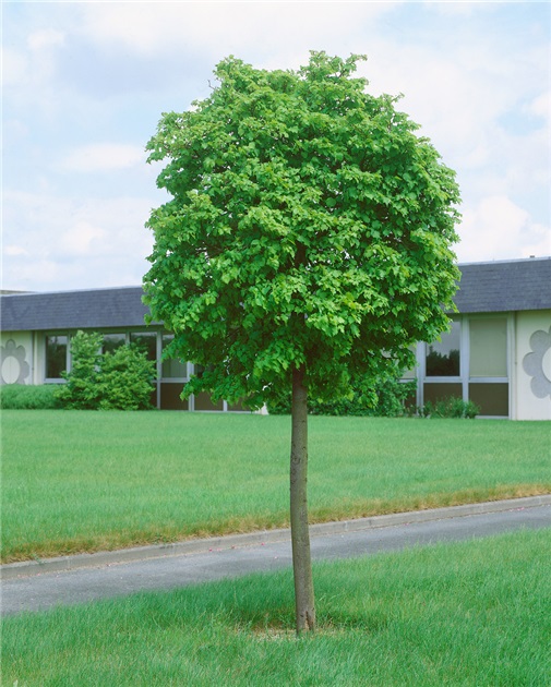 Klotlind - Tilia cordata Green Globe (Storlek: 150 stam C15)