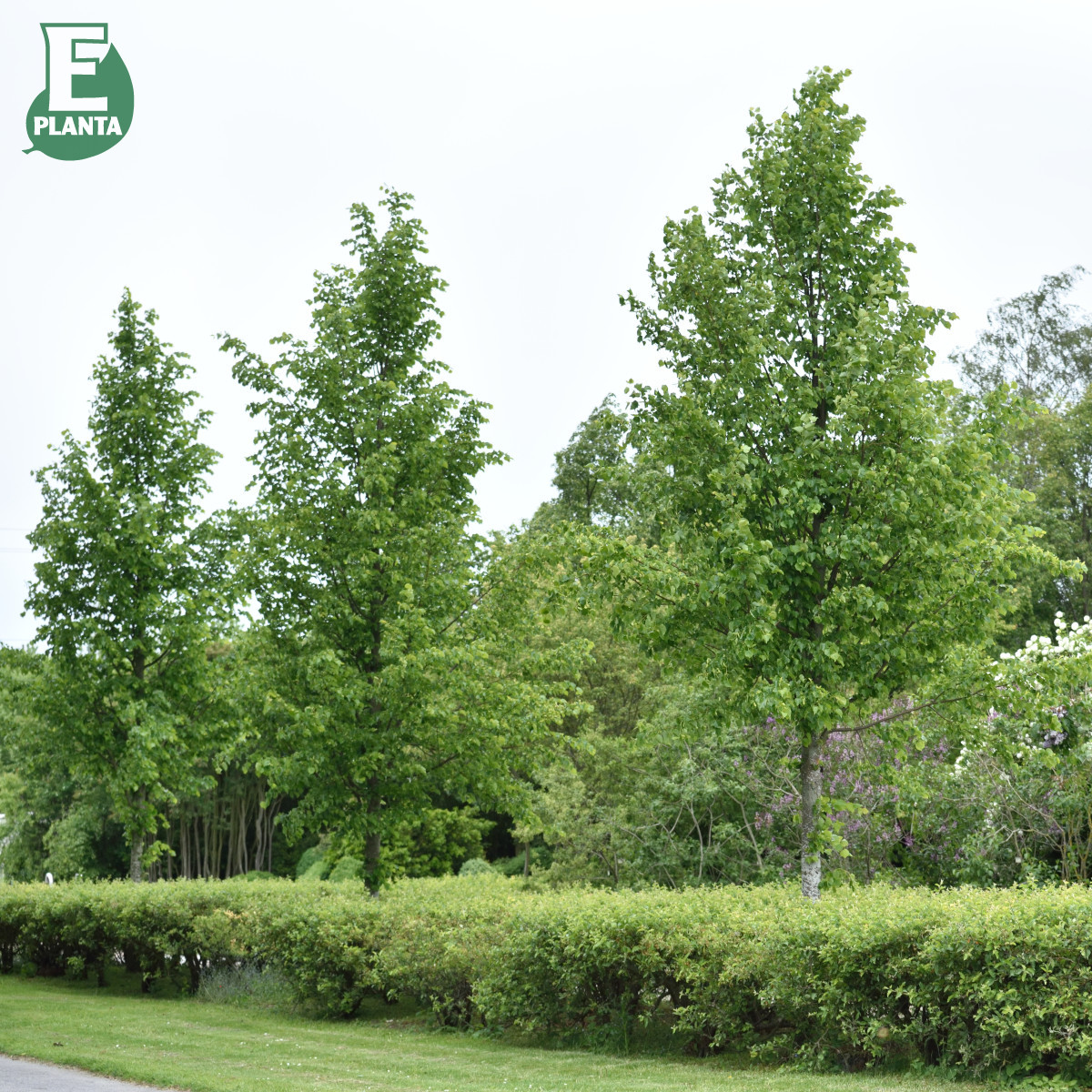 Skogslind - Tilia cordata Linn ® (Elin) (Storlek: utr 150-200 co)