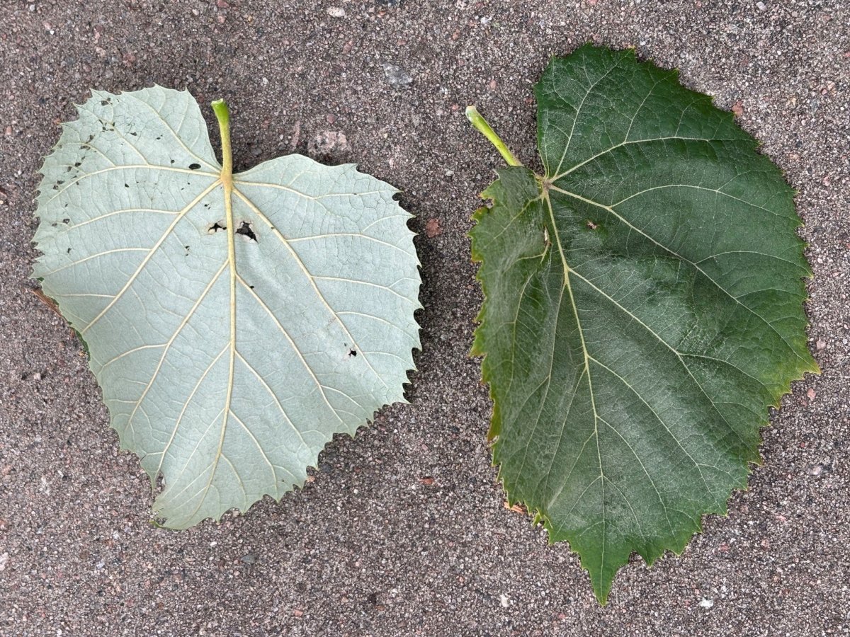 Silverlind - Tilia tomentosa Silver Globe (Storlek: 150 stam C10)