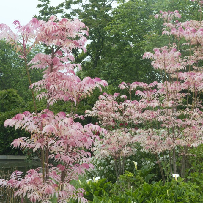 Kinesiskt blodtr&auml; - Toona sinensis Flamingo (Storlek: 50-60 C6)