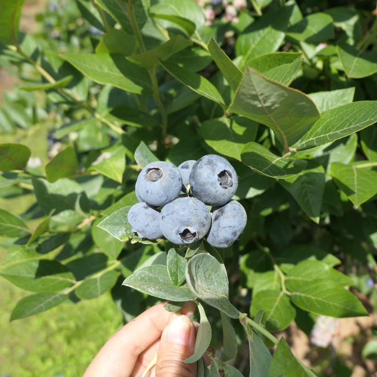 Amerikanskt Bl&aring;b&auml;r - Vaccinium corymbosum Toro (Storlek: busk C5)