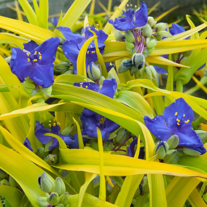 Tremastarblomma - Tradescantia andersoniana Sweet Kate (Krukstorlek: 0,5-1L)