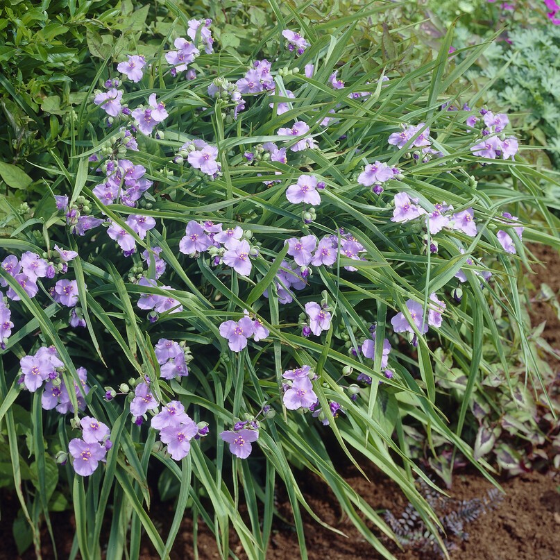 Tremastarblomma - Tradescantia andersoniana Little Doll (Krukstorlek: 0,5-1L)