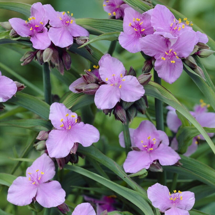 Tremastarblomma - Tradescantia andersoniana Perinne´s Pink (Krukstorlek: 0,5-1L)
