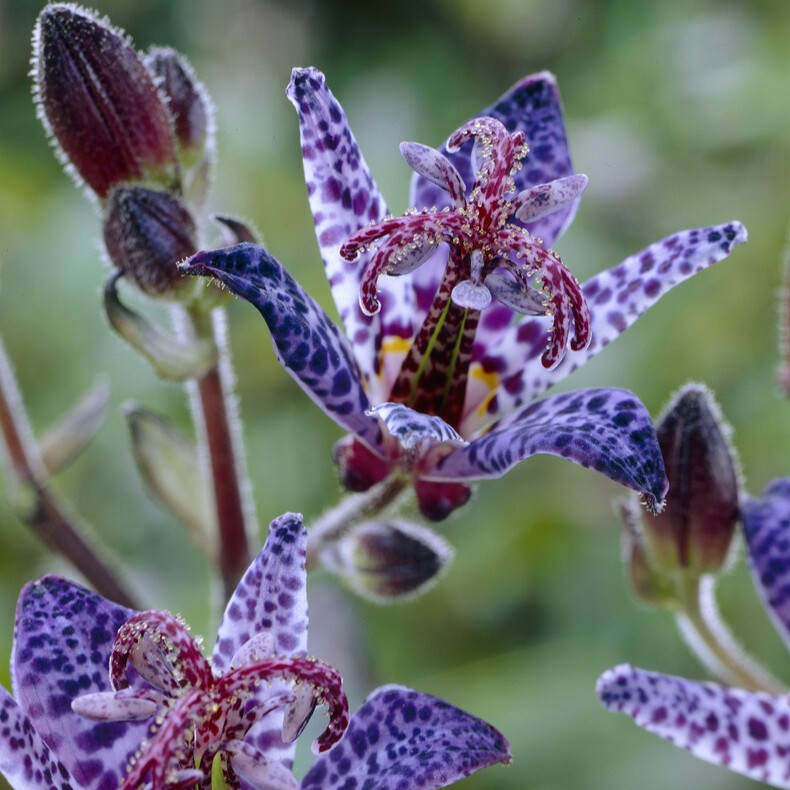 Skugglilja - Tricyrtis hybr. Blue Wonder (Krukstorlek: 0,5-1L)
