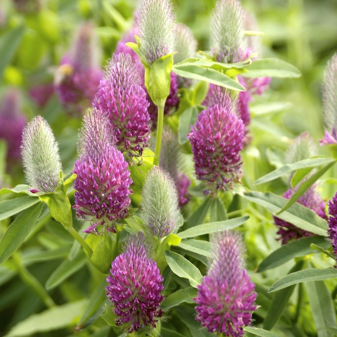 Purpurklöver - Trifolium rubens (Krukstorlek: 0,5-1L)