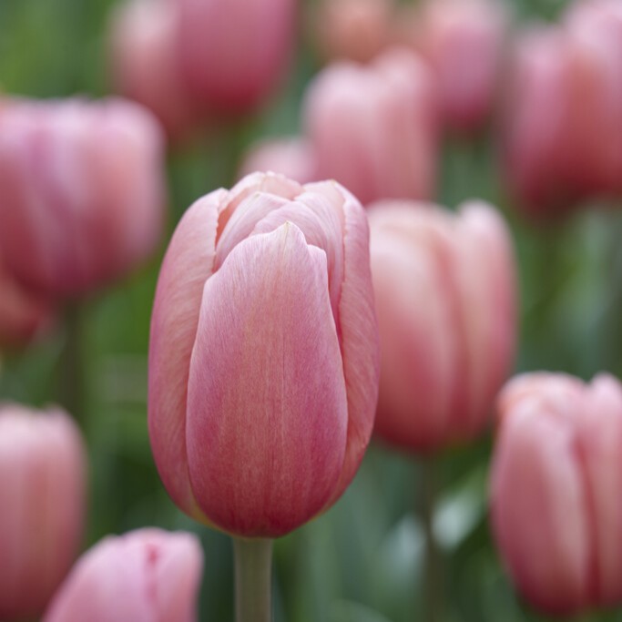 Triumftulpan 7st - Tulipa gesneriana Ace Pink