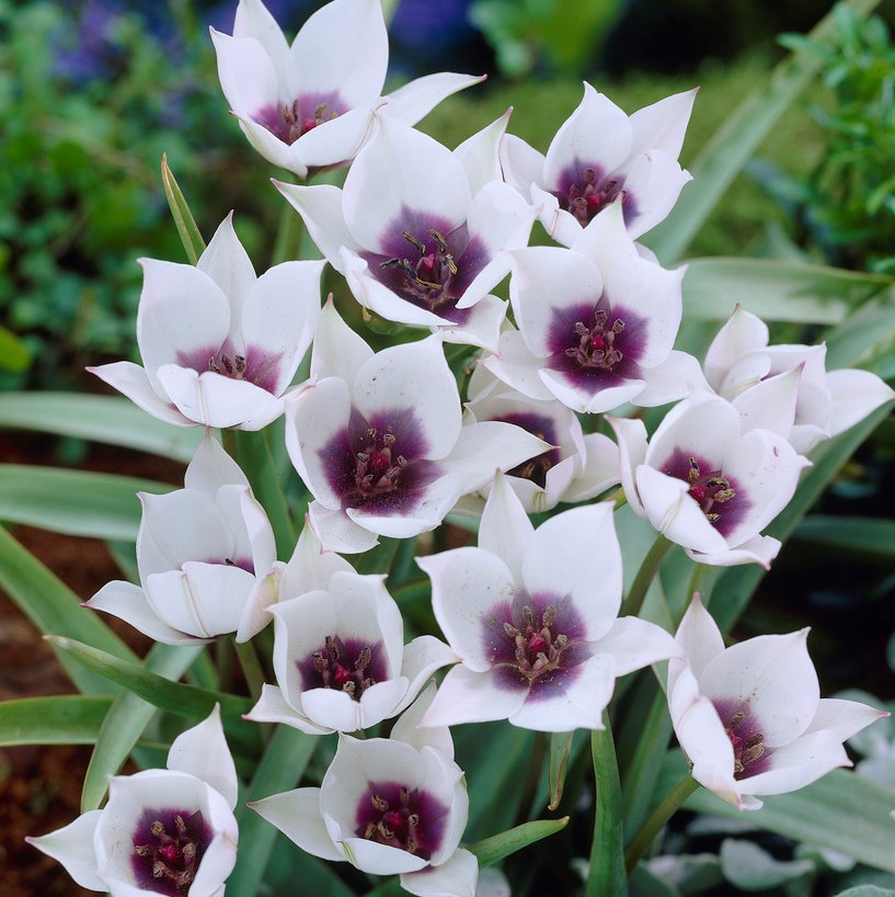 Violtulpan 5st - Tulipa humilis Alba Coerulea Oculata