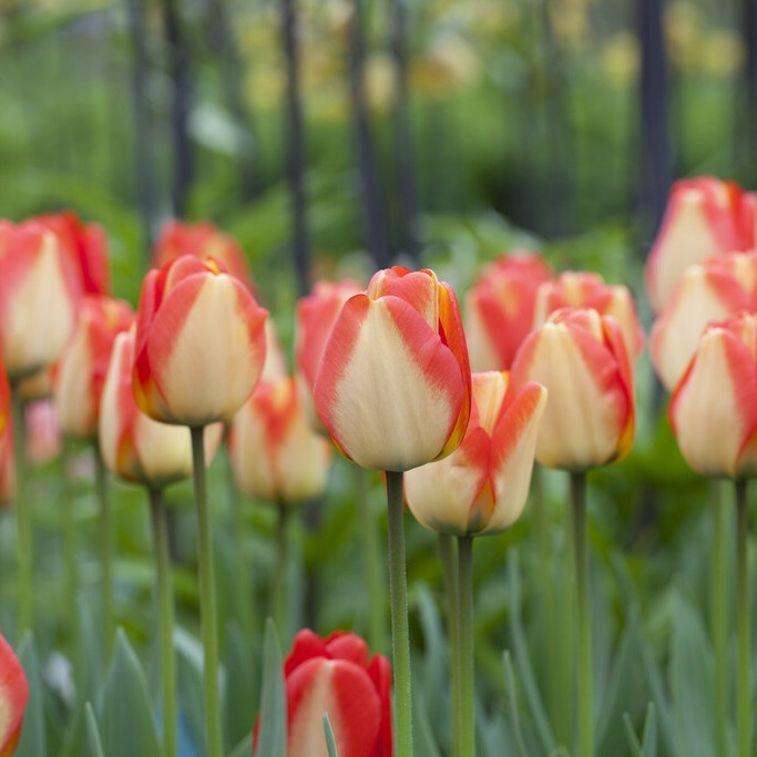 Darwintulpan 10st - Tulipa darwin American Dream