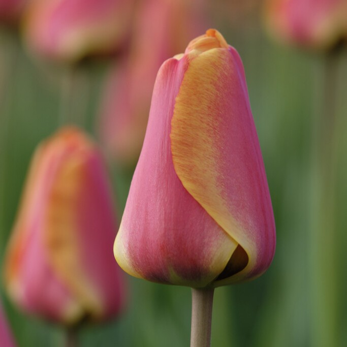 Darwintulpan 10st - Tulipa darwin Apeldoorn Elite