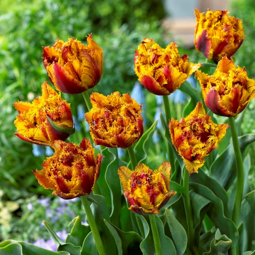 Franstulpan Dubbel 7st - Tulipa gesneriana Bastia