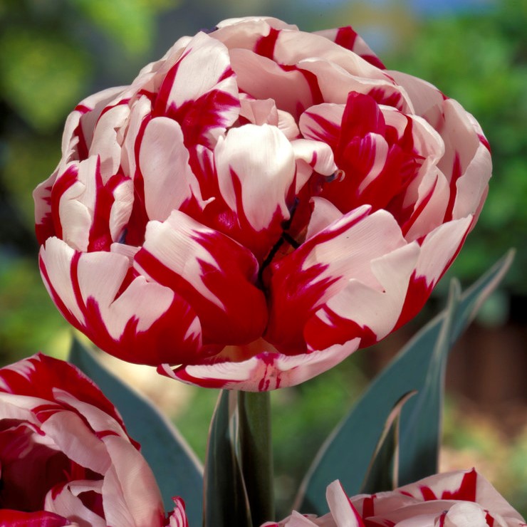 Dubbel Sen Tulpan 7st - Tulipa gesneriana Carnaval de Nice