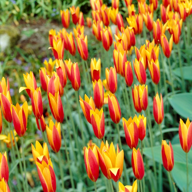 Guldtulpan Tulipa clusiana f. diniae Tubergen´s Gem 10st