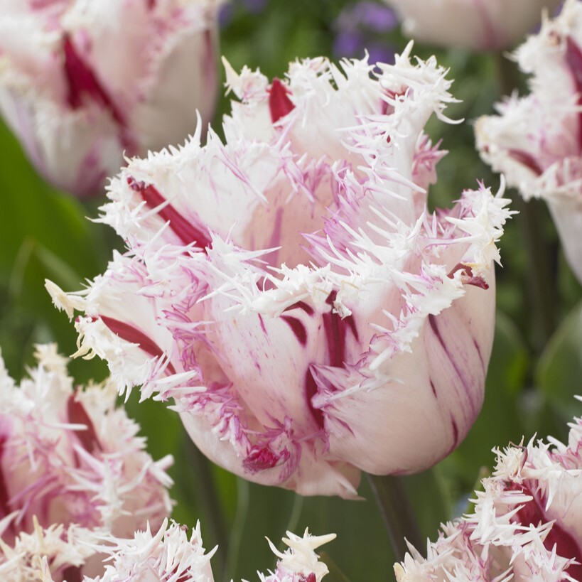 Franstulpan 5st - Tulipa gesneriana Coldplay ®