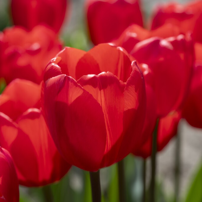Darwintulpan 7st - Tulipa darwin Cherry Delight