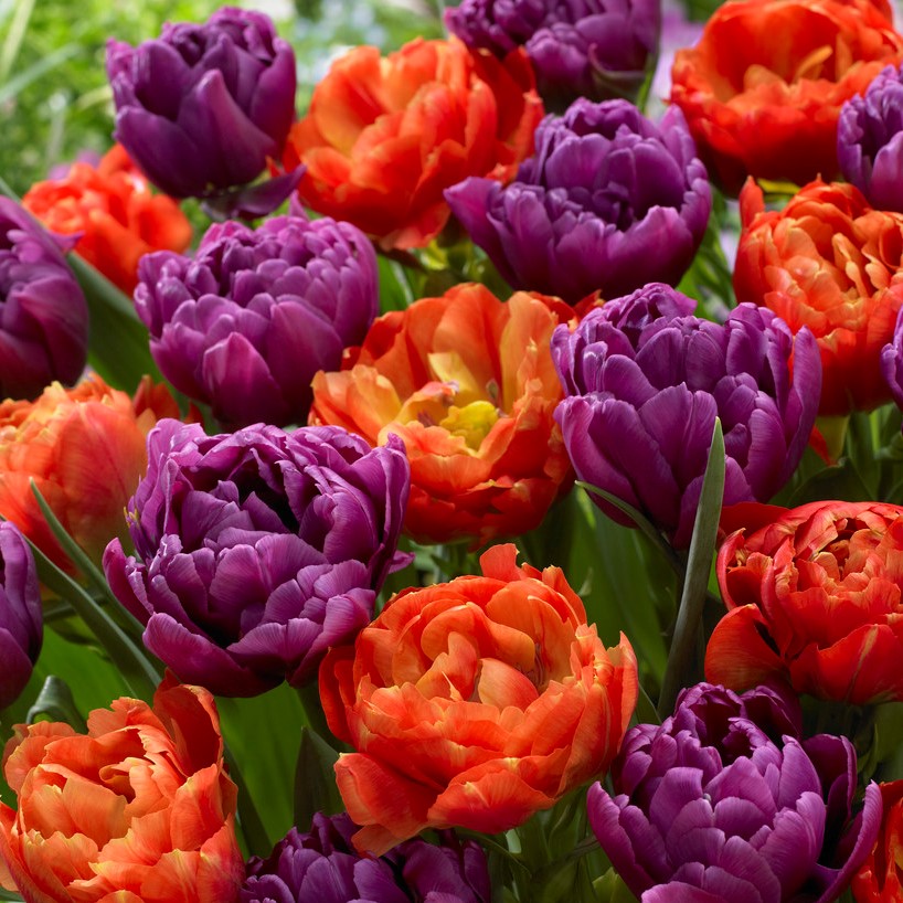 Dubbel Tidig Tulpan 10st - Tulipa gesneriana Bravoure Mix