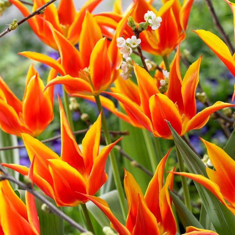 Liljetulpan Tulipa Fly Away 7st - Tulipa gesneriana Fly Away