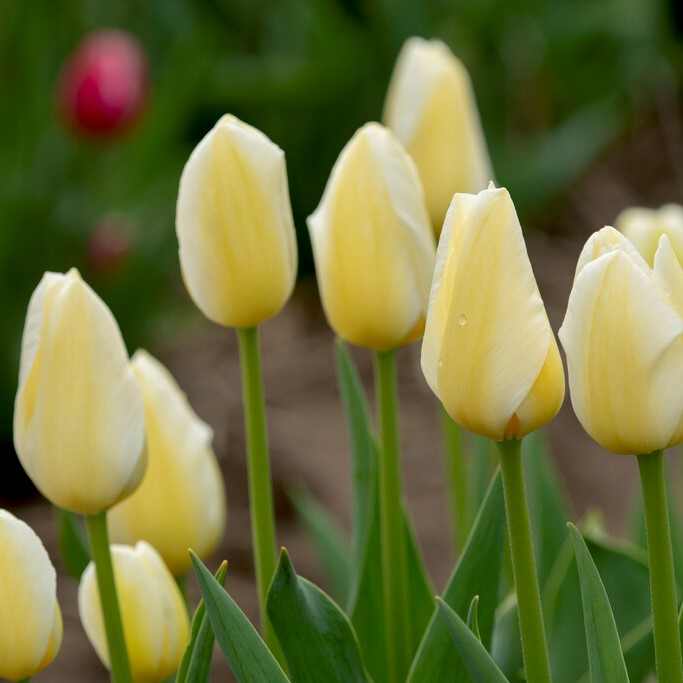 Tulpan Triumf Tulipa Francoise 10st