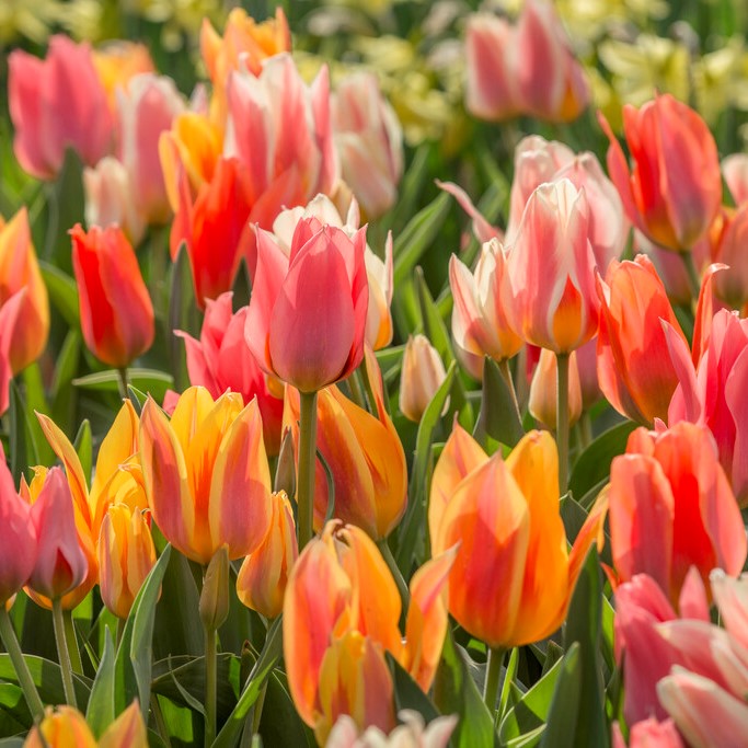 Läs mer om Påfågelstulpan Tulipa greigii Fun Colours 10st