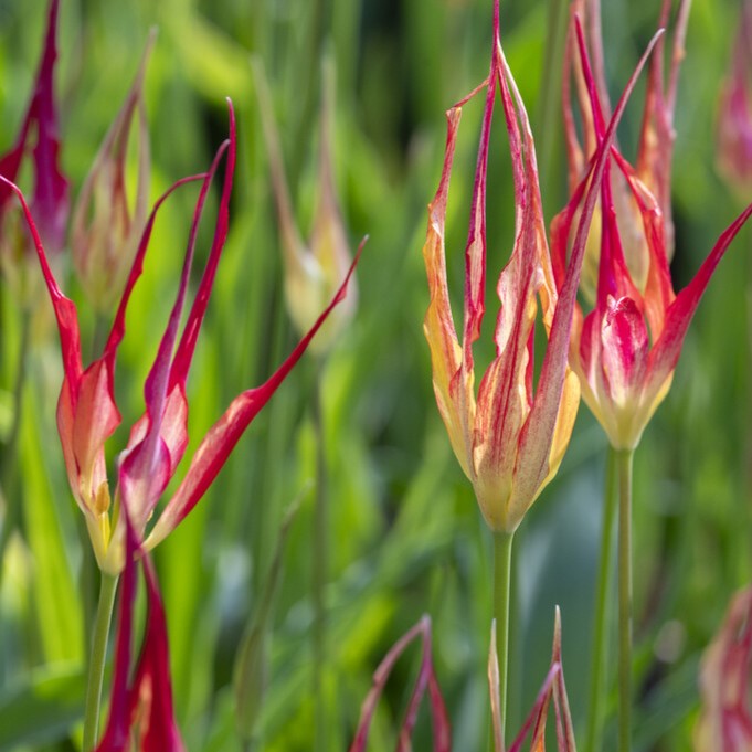 Spindeltulpan 7st - Tulipa gesneriana Acuminata