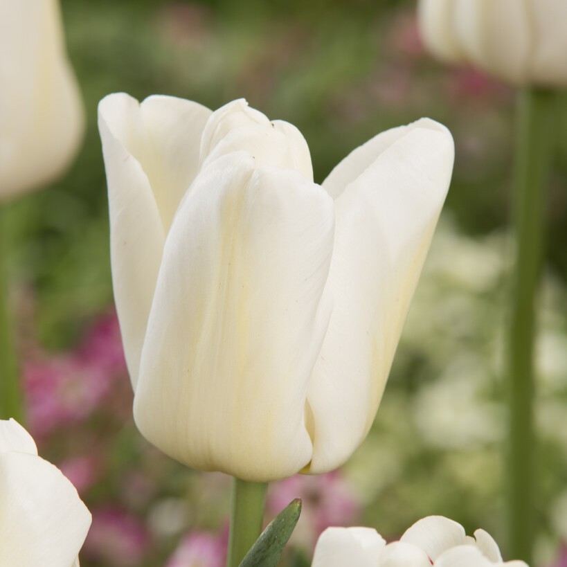 Triumftulpan 7st - Tulipa gesneriana Antarctica