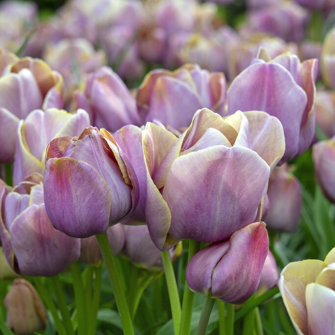Enkel Sen Tulpan 7st - Tulipa gesneriana Blue Heaven