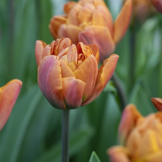 Dubbel Sen Tulpan 7st - Tulipa gesneriana Brazil
