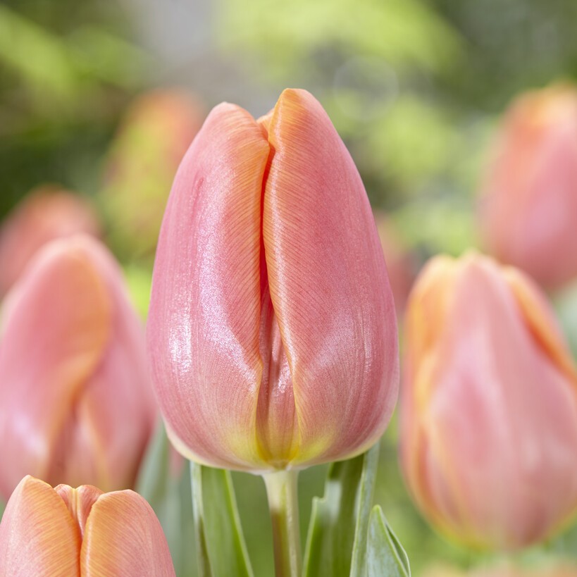 Triumftulpan 10st - Tulipa gesneriana Jimmy