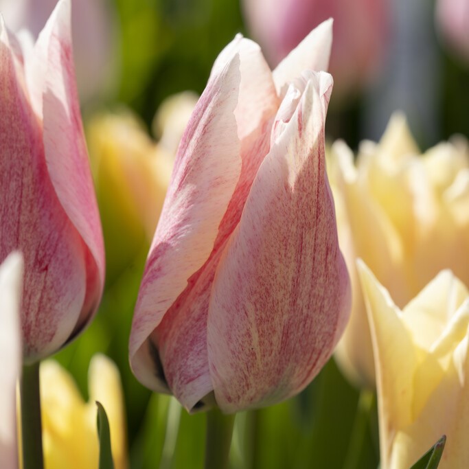 Triumftulpan 7st - Tulipa gesneriana Karate
