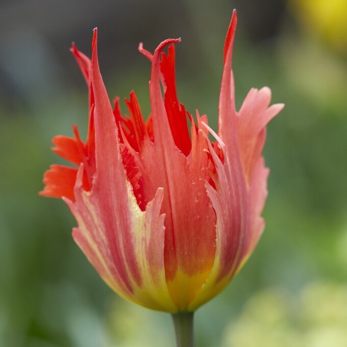 Franstulpan 7st - Tulipa gesneriana Leo