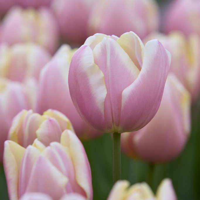 Triumftulpan 7st - Tulipa gesneriana Mango Charm