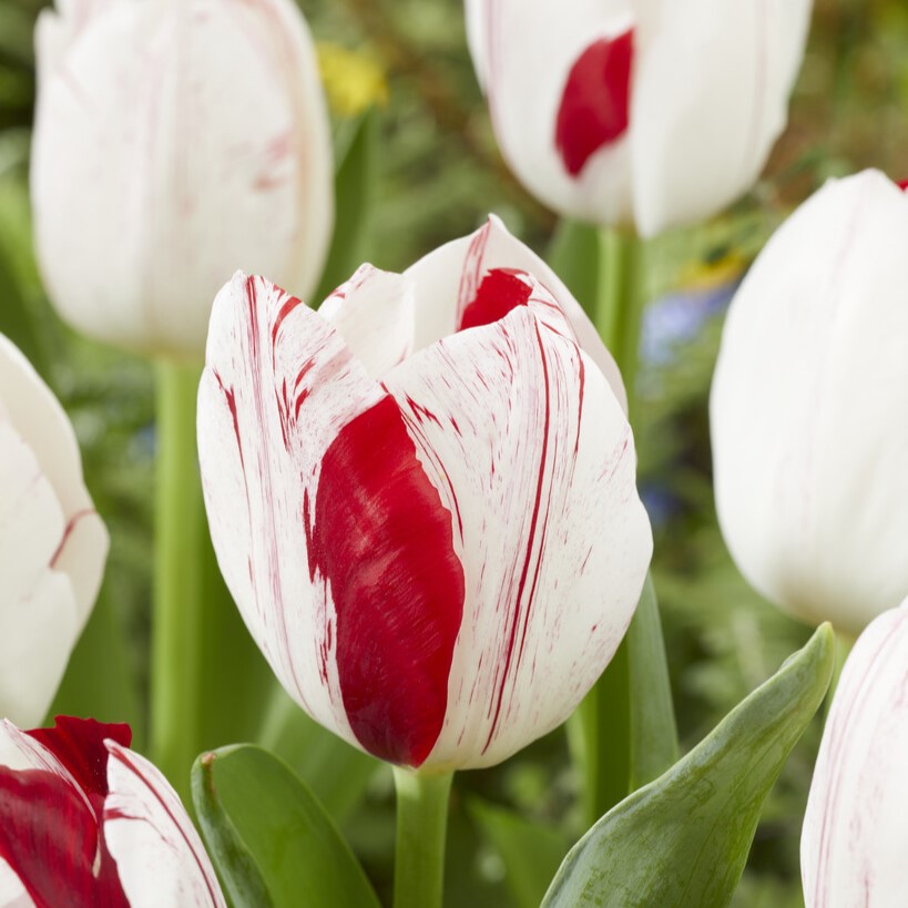 Triumftulpan 7st - Tulipa gesneriana One Direction