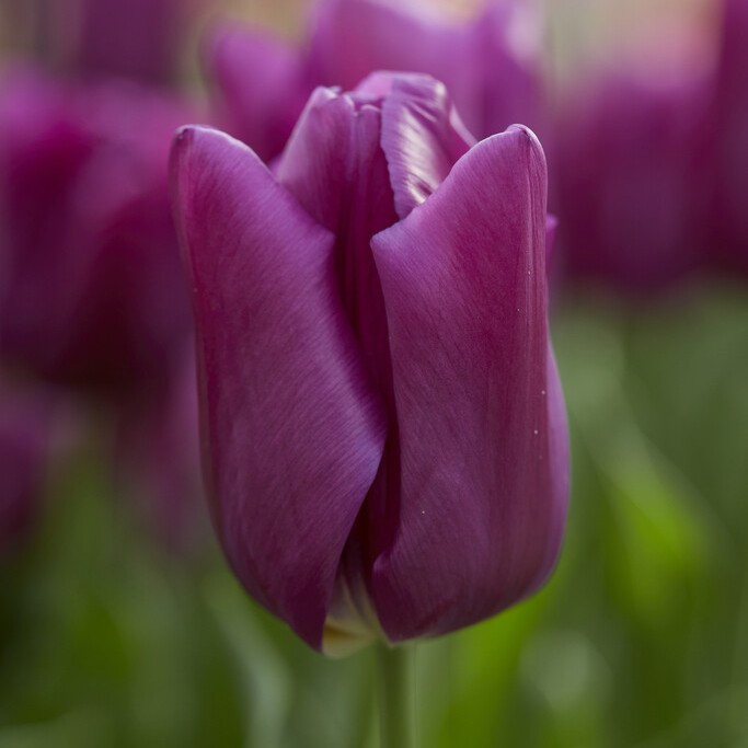 Triumftulpan 7st - Tulipa gesneriana Passio Glossy
