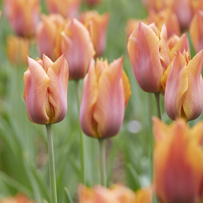 Triumftulpan 10st - Tulipa gesneriana Request ®