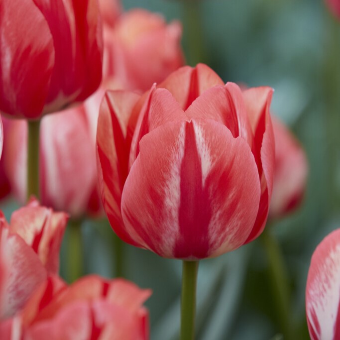 Triumftulpan 7st - Tulipa gesneriana Spring Break (Spryng Break)