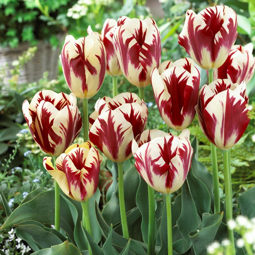 Läs mer om Tulpan Triumf Tulipa Grand Perfection 10st