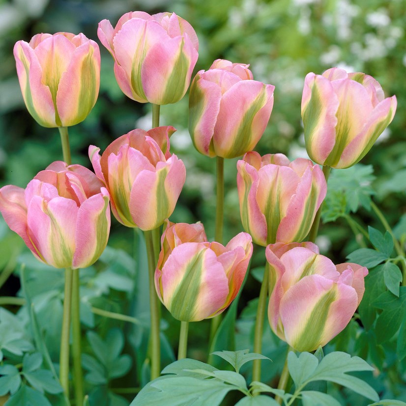 Grönbandad Tulpan 7st - Tulipa viridiflora Grönland