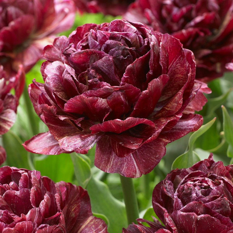 Dubbel Tidig Tulpan 5st - Tulipa gesneriana Nachtwacht