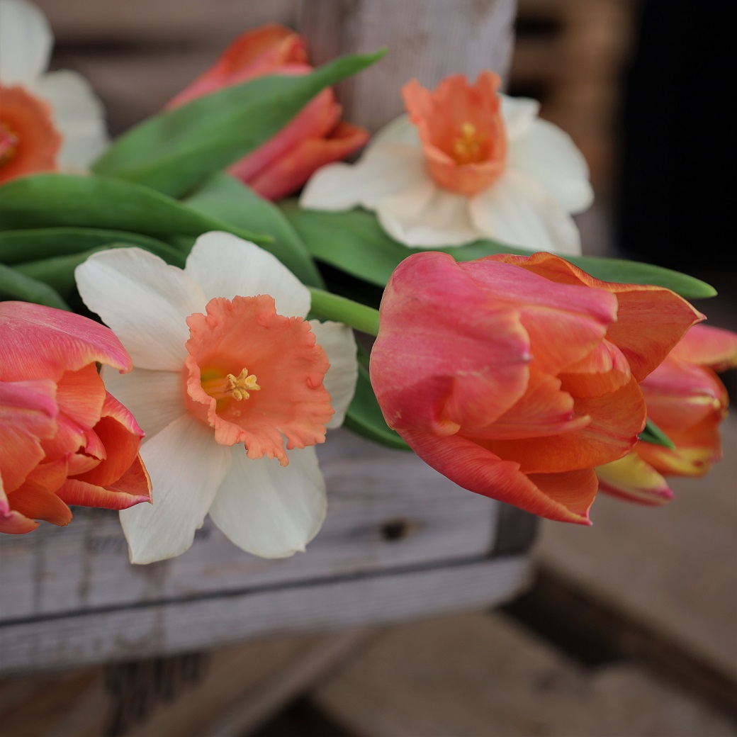 Tulpan & Narciss Mix Peachy Dream 30st - Tulipa gesneriana Peachy Dream