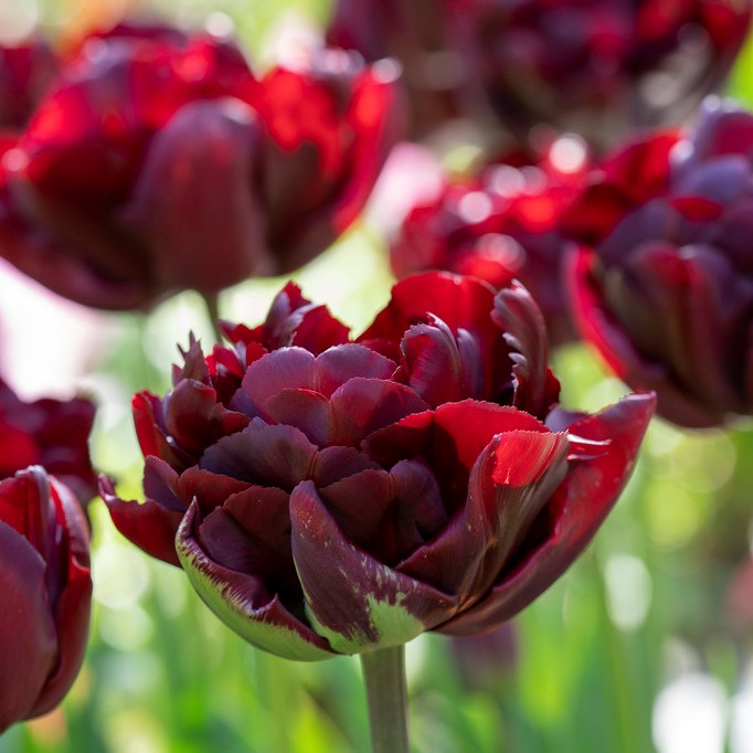 Dubbel Sen Tulpan 7st - Tulipa gesneriana Palmyra