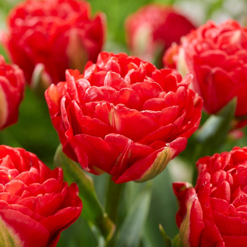 Dubbel Sen Tulpan 7st - Tulipa gesneriana Pamplona