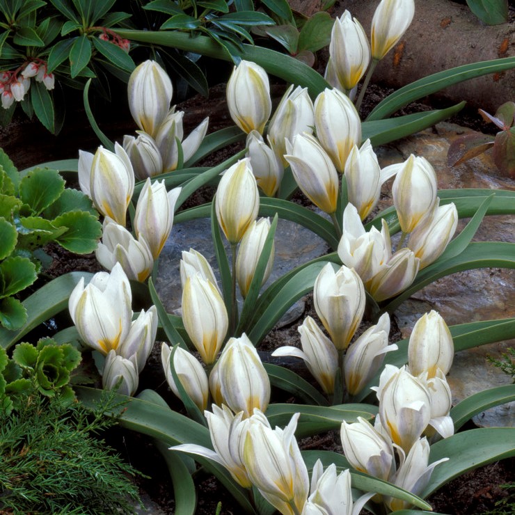 Porslinstulpan 10st - Tulipa polychroma