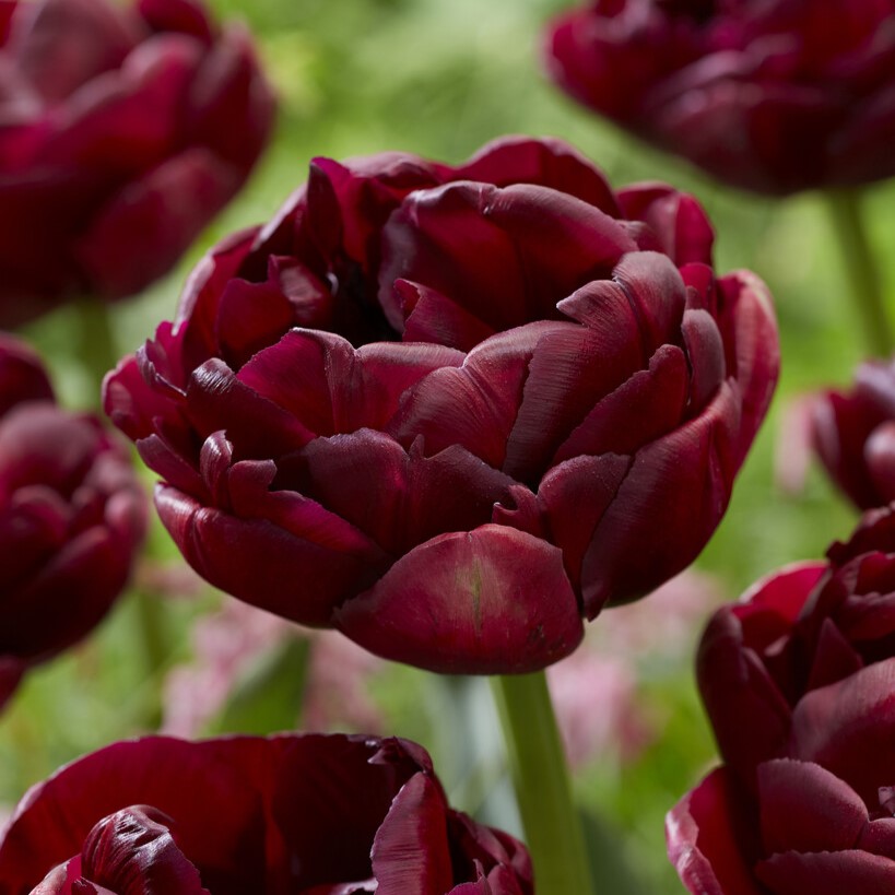 Dubbel Sen Tulpan 5st - Tulipa gesneriana Roadstar ®