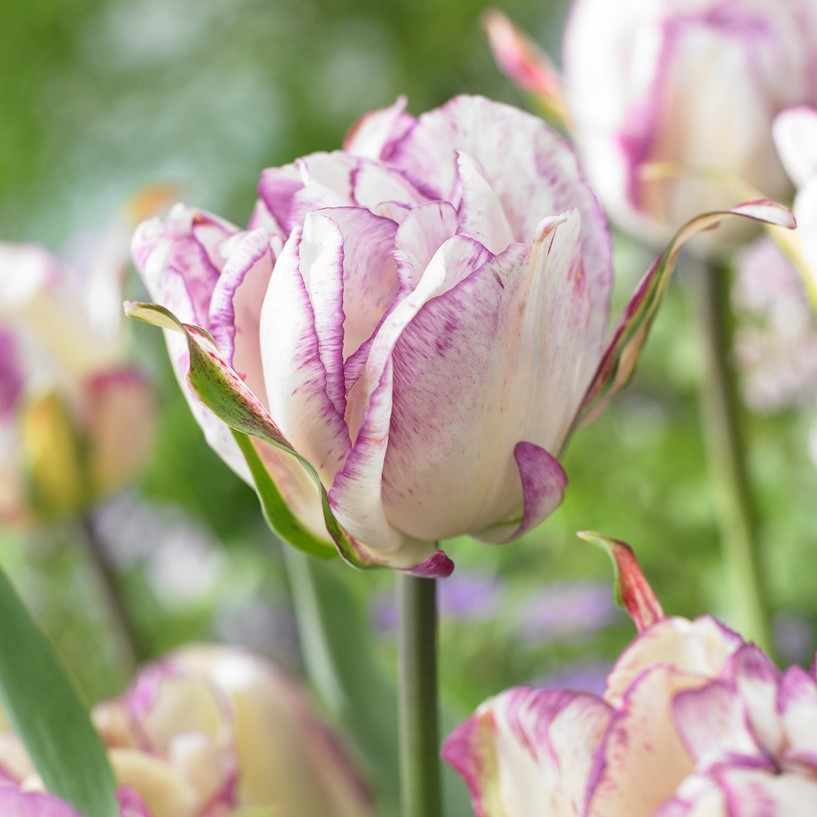 Dubbel Sen Tulpan 7st - Tulipa gesneriana Double Shirley
