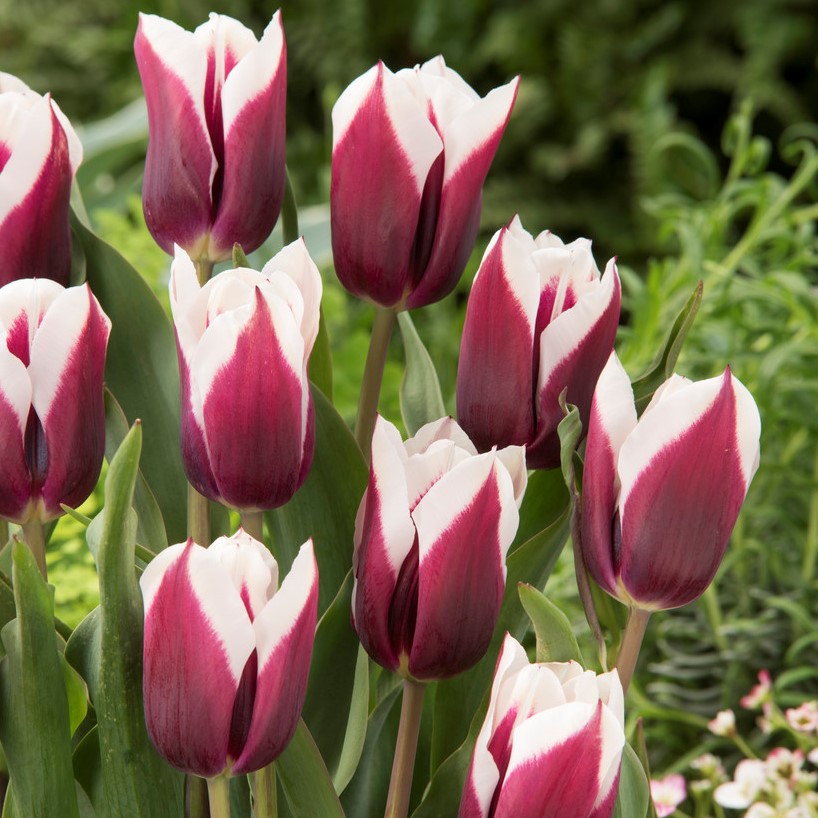 Triumftulpan 7st - Tulipa gesneriana Spitsbergen
