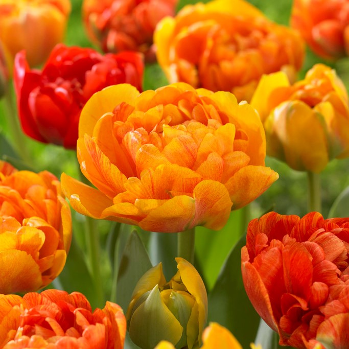 Dubbel Sen Tulpan 7st - Tulipa gesneriana Sun Lover