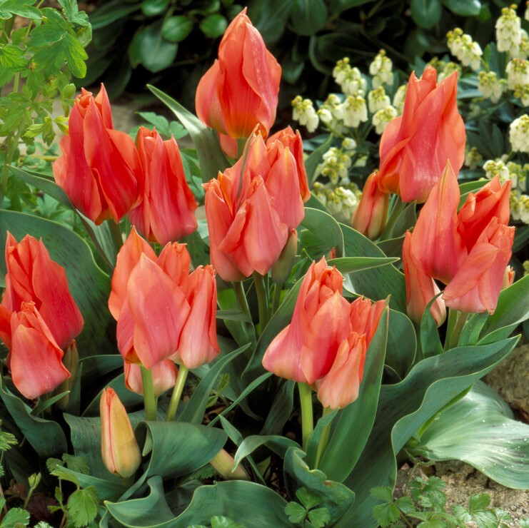 Påfågelstulpan 10st - Tulipa greigii Toronto